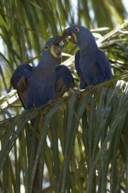 macaw